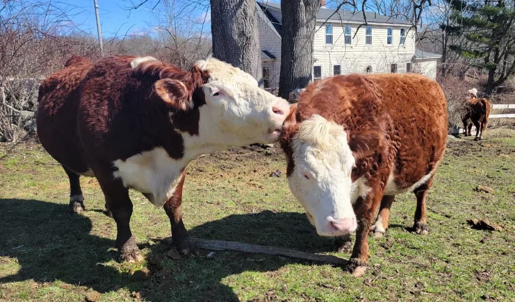 Farm photography at Russet Valley Farm, Bradford, Rhode Island.