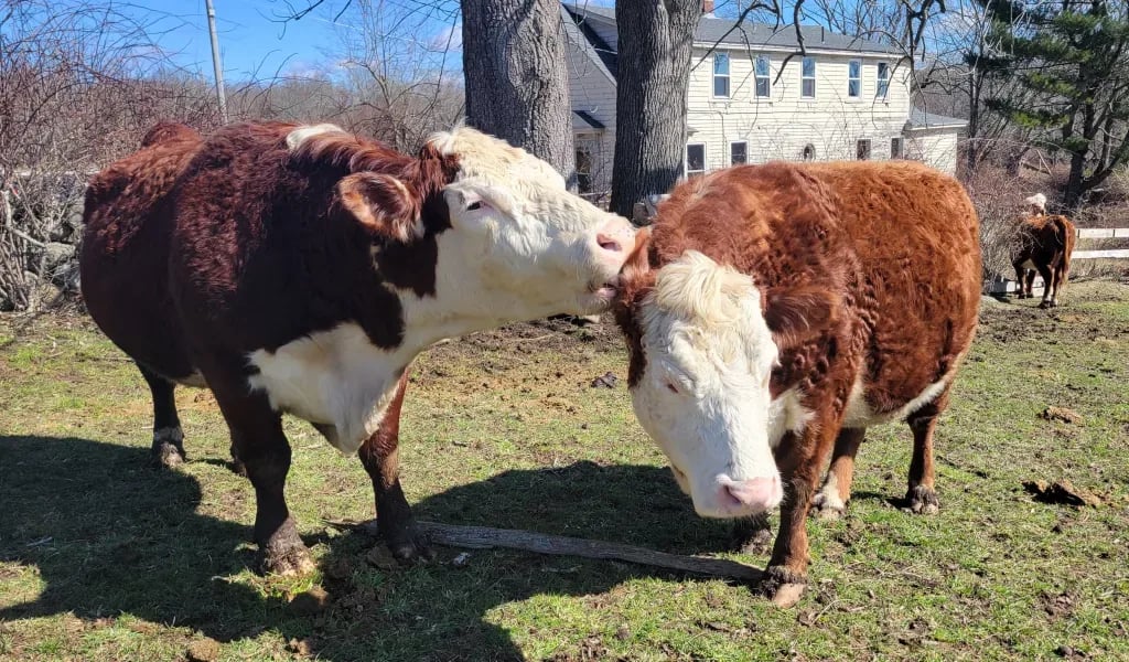 Farm photography at Russet Valley Farm, Bradford, Rhode Island.