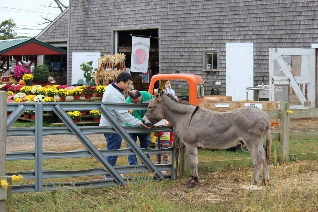 Farm photography at Salisbury Farm, Johnston, Rhode Island.