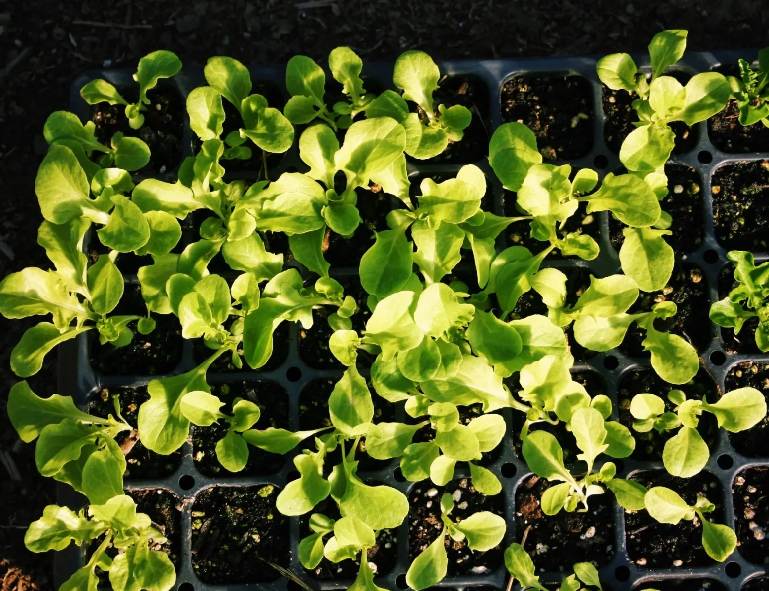Sumiré Farm produce farm in South Kingstown, Rhode Island
