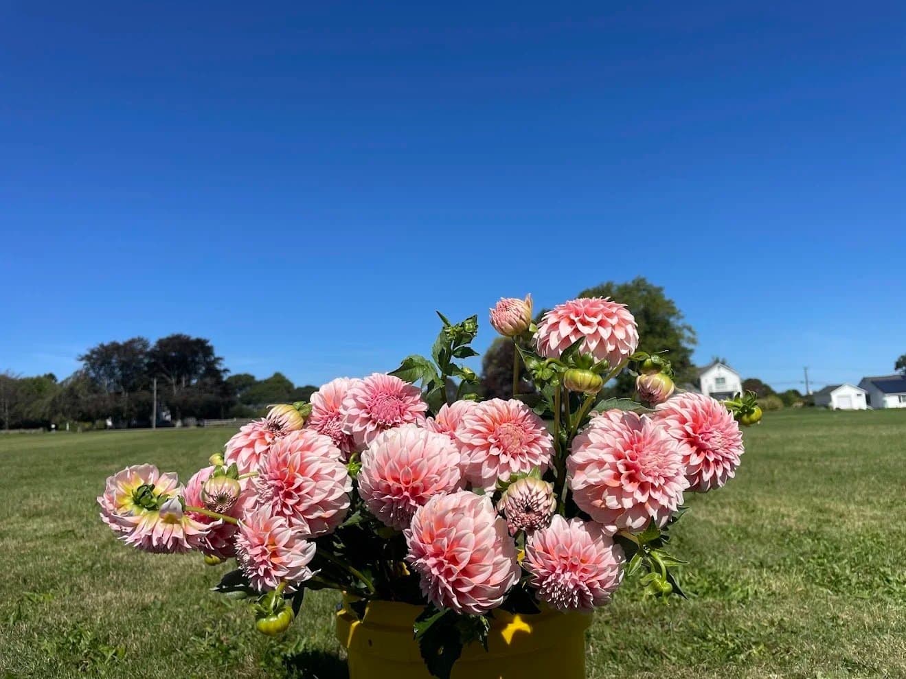 Farm photography at The Daisy Edition, Middletown, Rhode Island.
