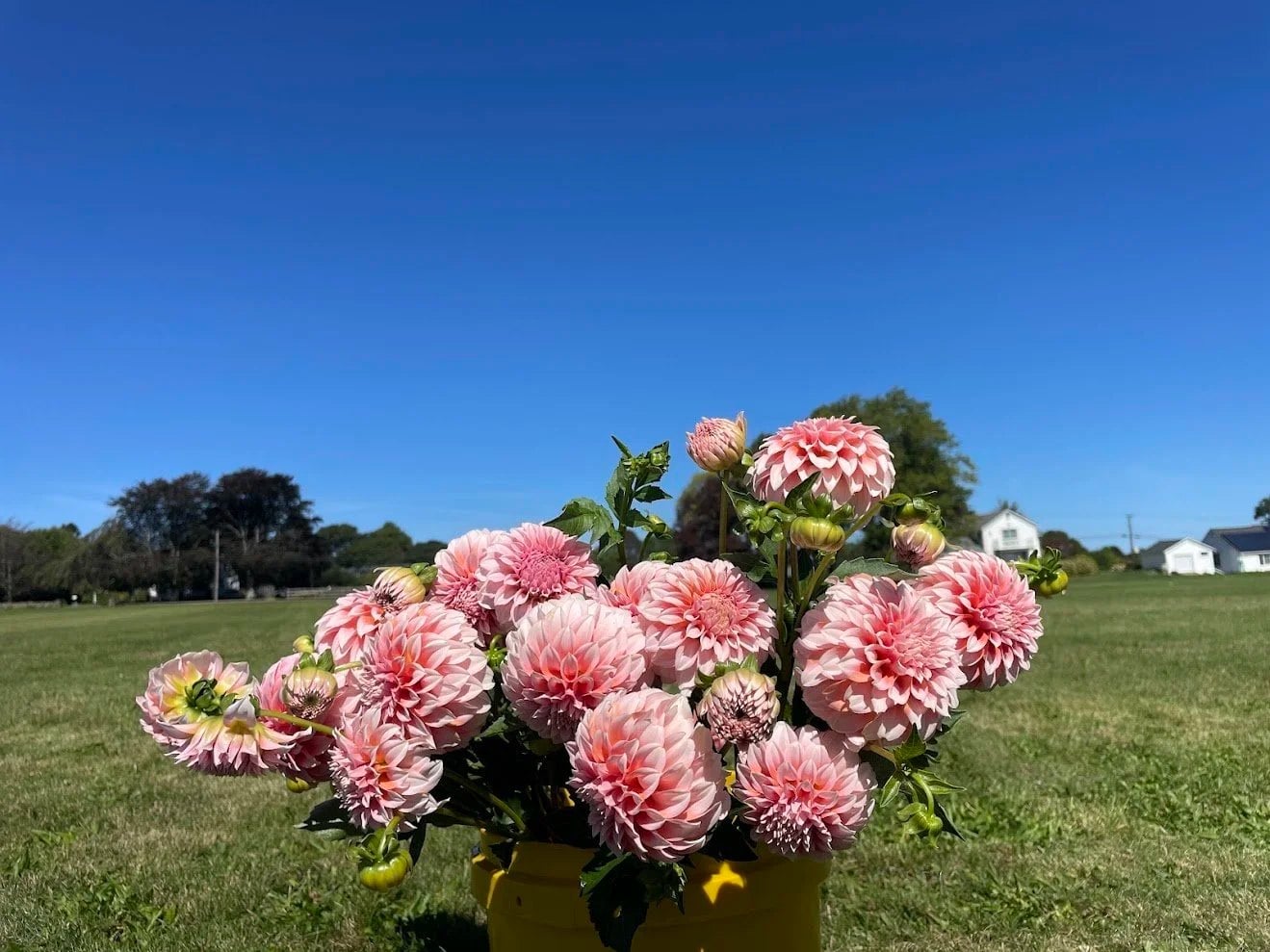 Farm photography at The Daisy Edition, Middletown, Rhode Island.