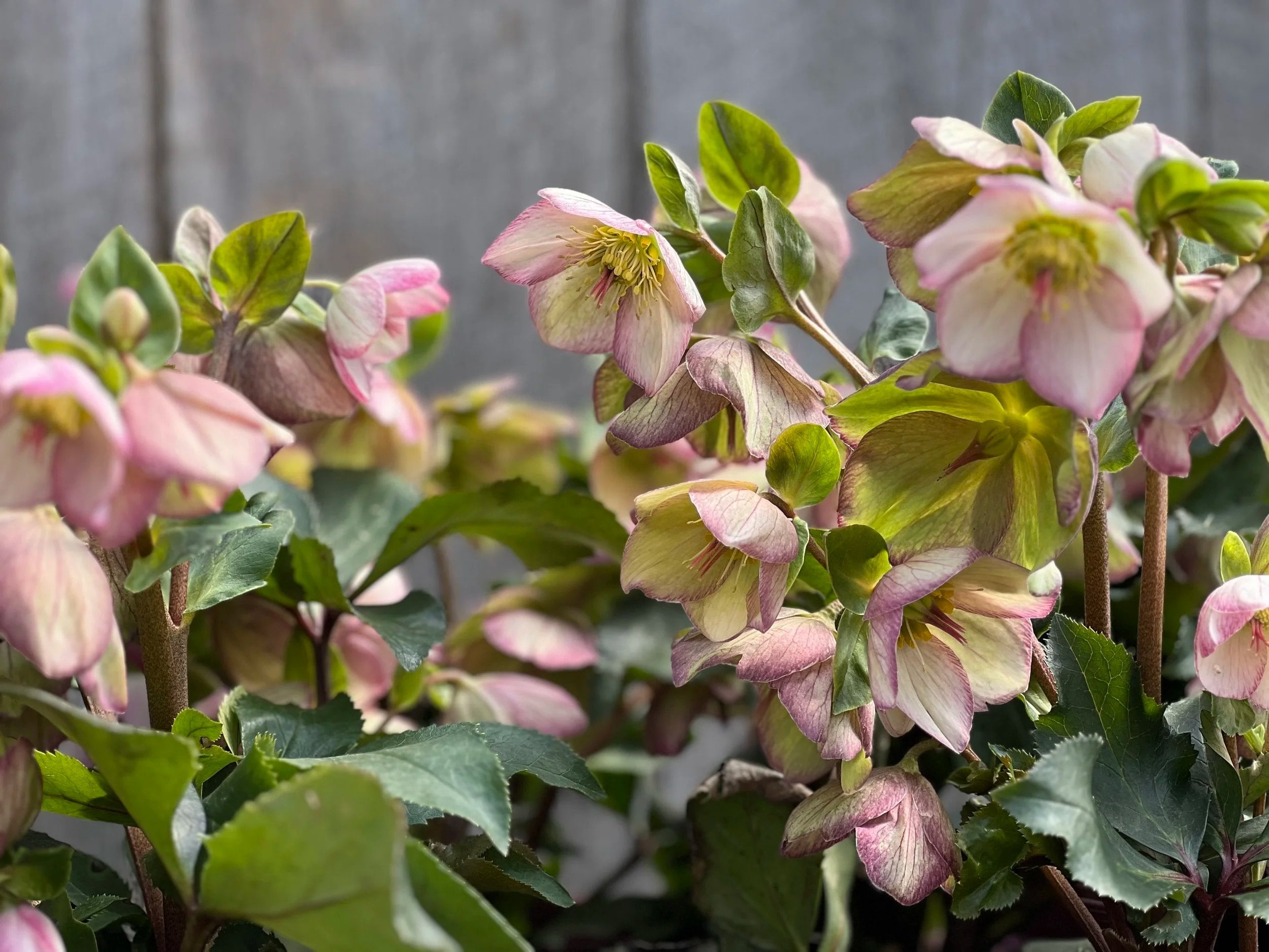 The Farmer's Daughter flower farm in South Kingstown, Rhode Island