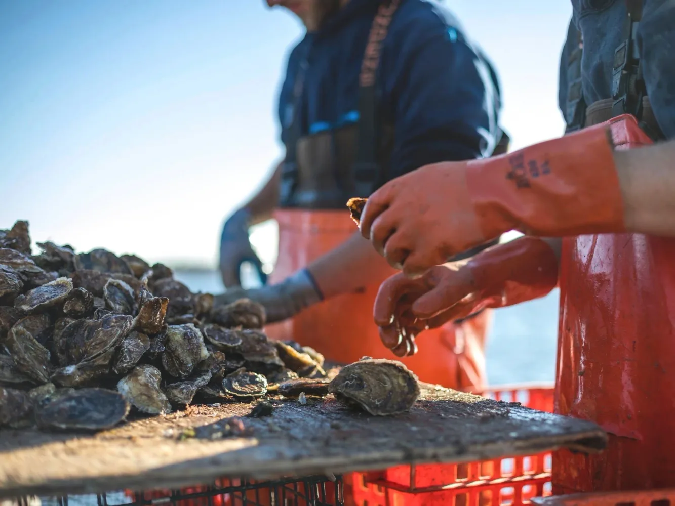 Farm photography at Walrus and Carpenter Oysters, Narragansett, Rhode Island.