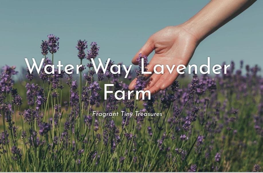 Farm photography at Water Way Lavender Farm, Barrington, Rhode Island.