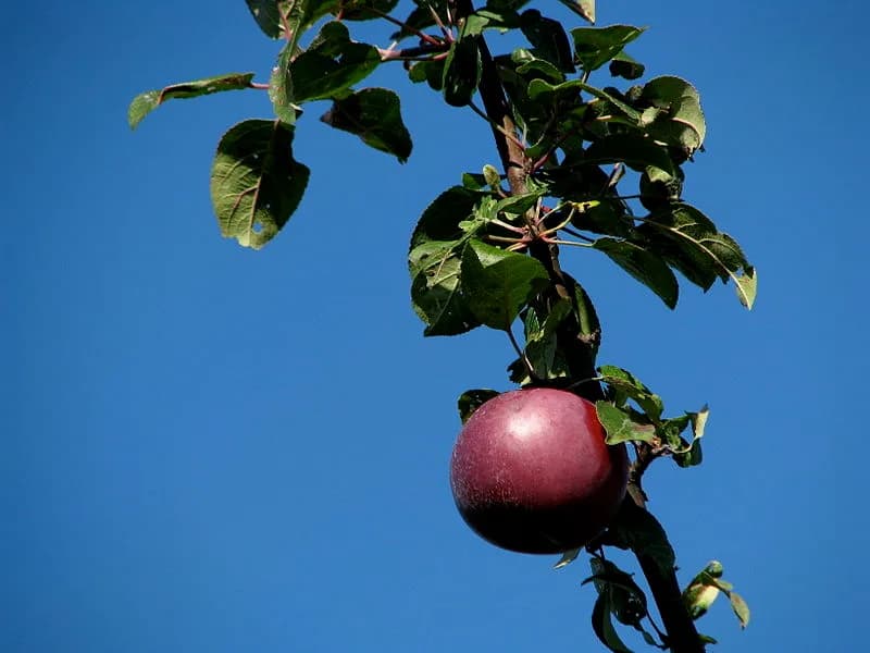 Farm photography at White Oak Farm, North Scituate, Rhode Island.