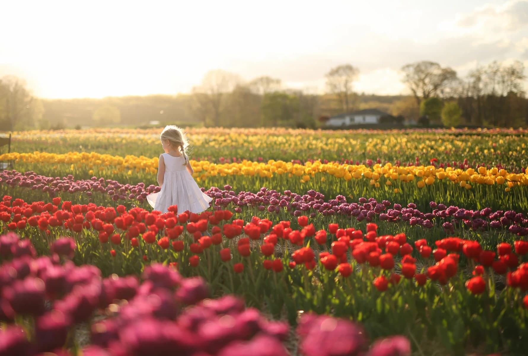 Farm photography at Wicked Tulips Flower Farm - North Kingstown, North Kingstown, Rhode Island.