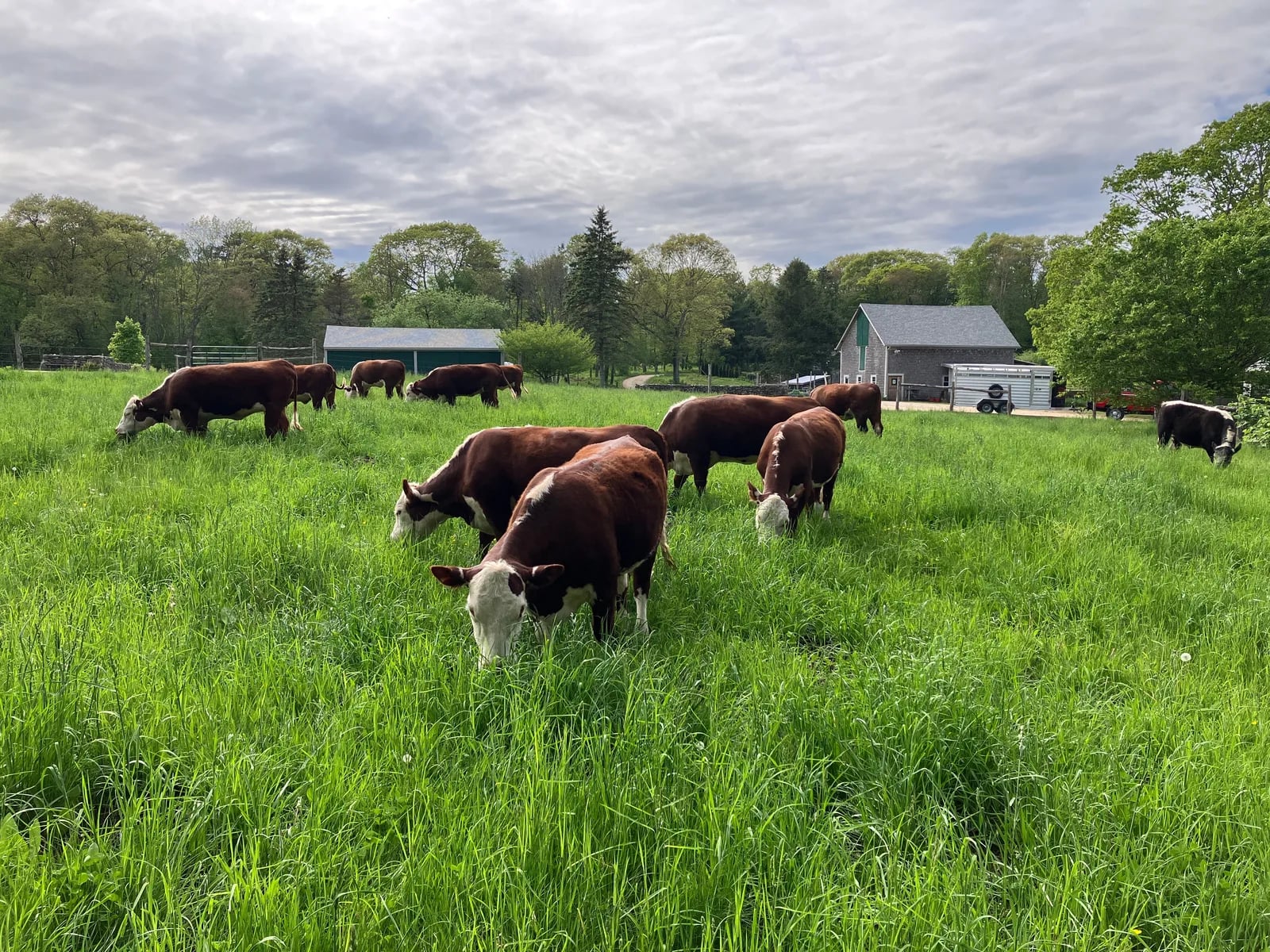 Farm photography at Wild Harmony Farm, Exeter, Rhode Island.