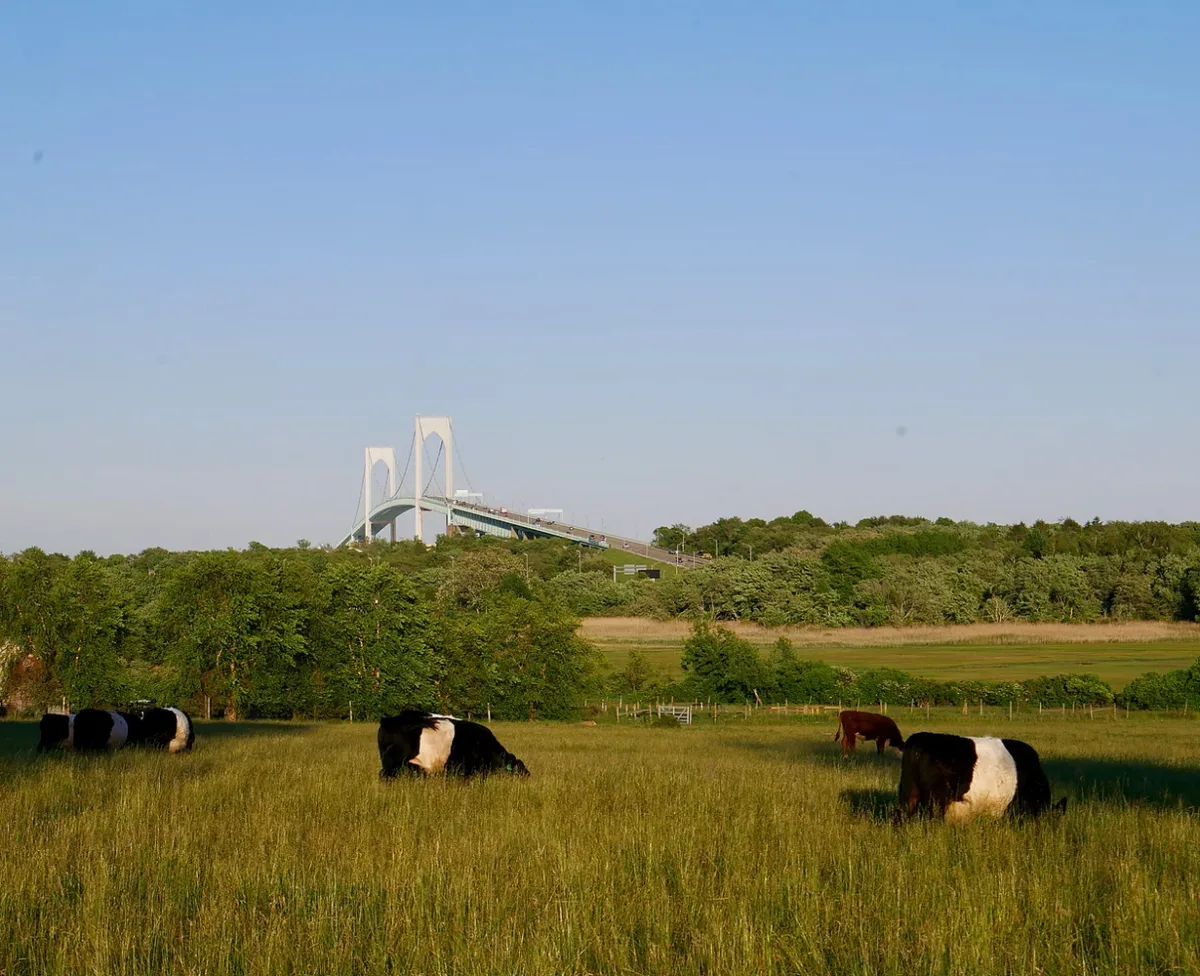 Farm photography at Windmist Farm, Jamestown, Rhode Island.
