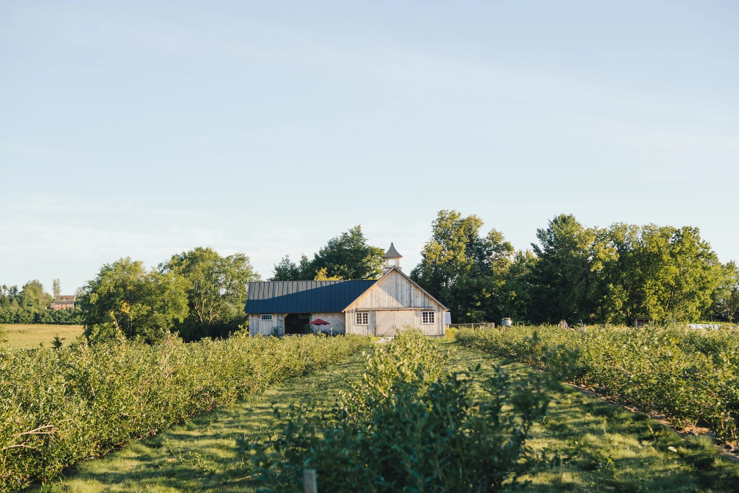 Farm photography at Adam's Berry Farm, Charlotte, Vermont.