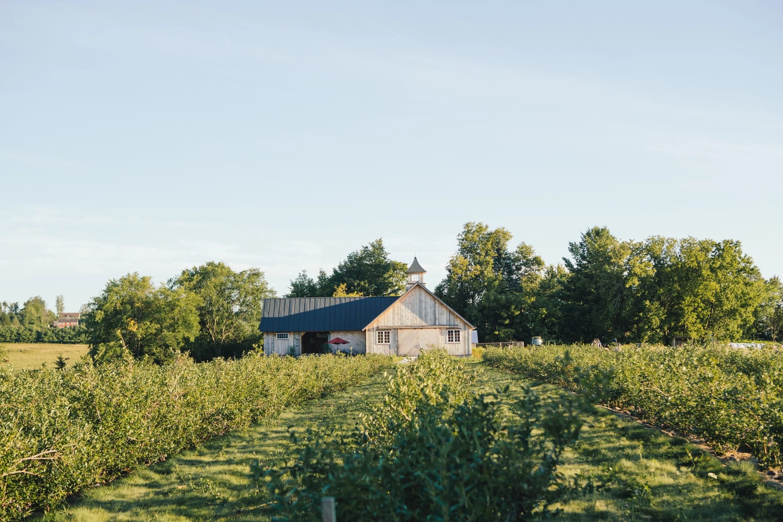 Farm photography at Adam's Berry Farm, Charlotte, Vermont.