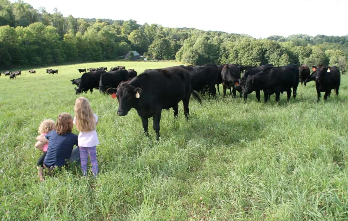 Farm photography at Almanack Farm, Chelsea, Vermont.