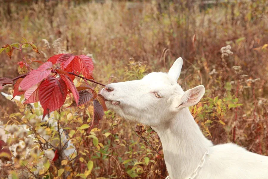 Farm photography at Big Picture Farm, Townshend, Vermont.