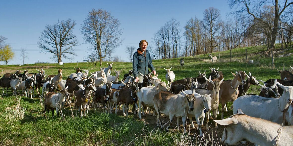 Farm photography at Blue Ledge Farm, Salisbury, Vermont.