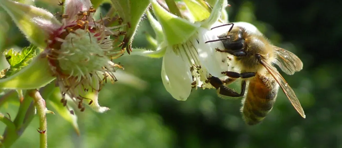 Farm photography at Brookfield Bees, Brookfield, Vermont.