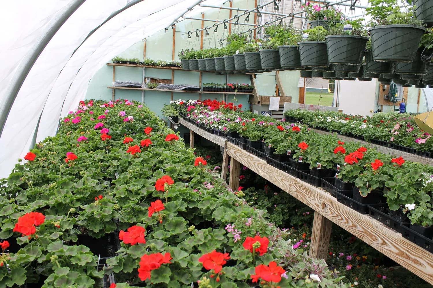 Farm photography at Champlain Islands Nursery, Alburgh, Vermont.