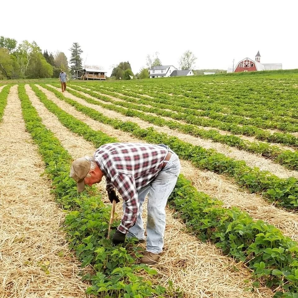 Chandler Pond Farm: farm wheelock vt gallery item 2 strawberries