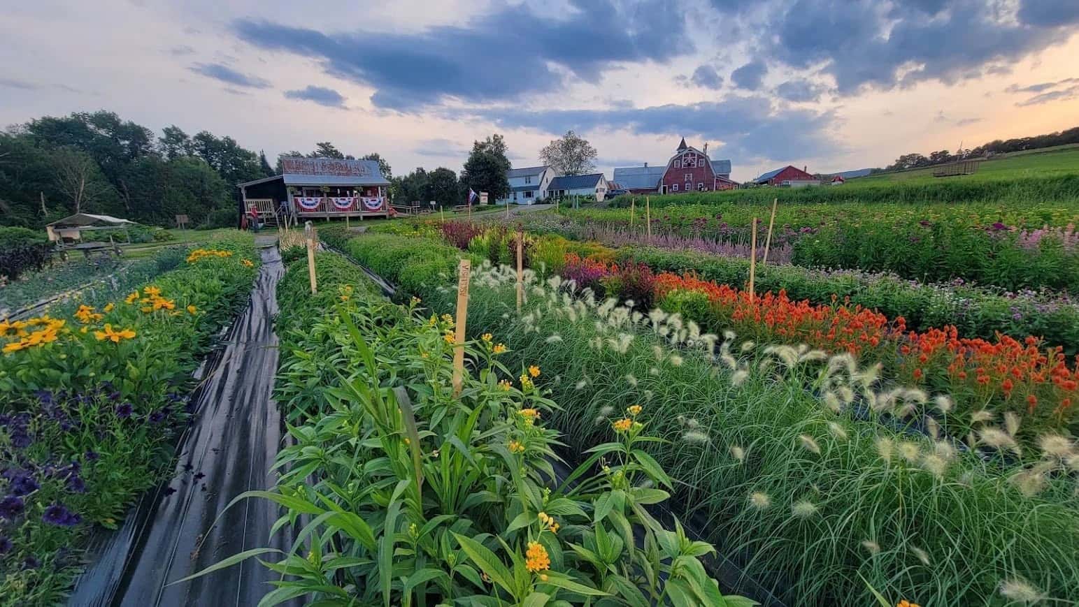 Farm photography at Chandler Pond Farm, Wheelock, Vermont.
