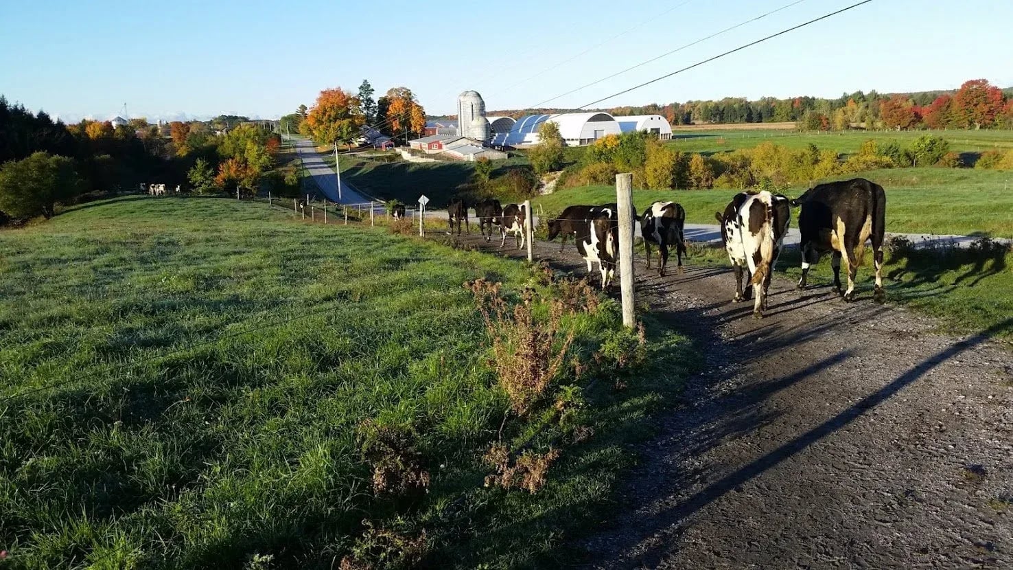 Farm photography at Choiniere Family Farm, Highgate Center, Vermont.
