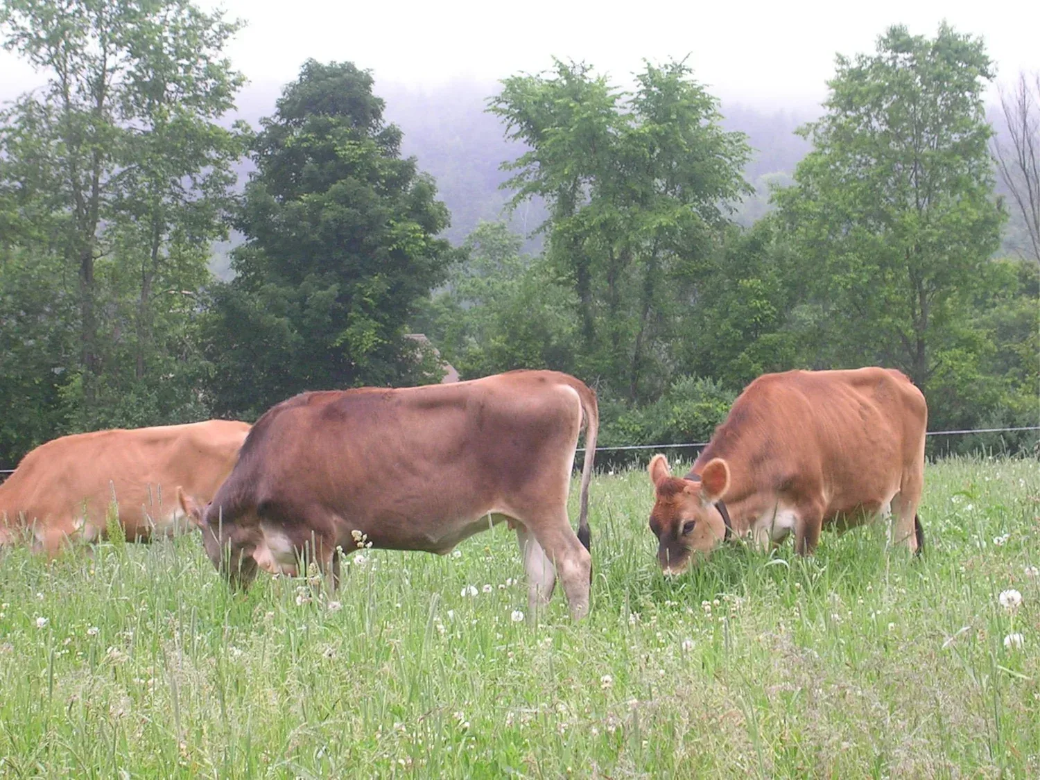 Cobbler Hill Farm in Fairfax, Vermont