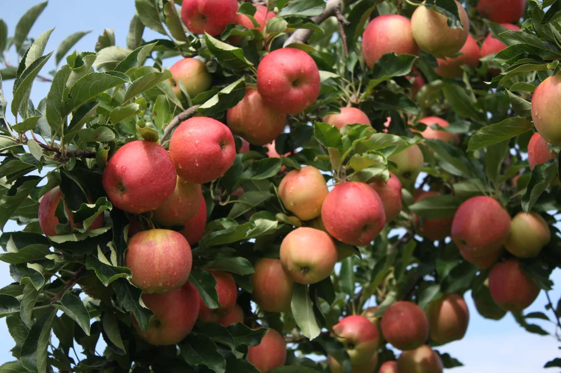 Farm photography at Cortland Hill Orchard, Brattleboro, Vermont.