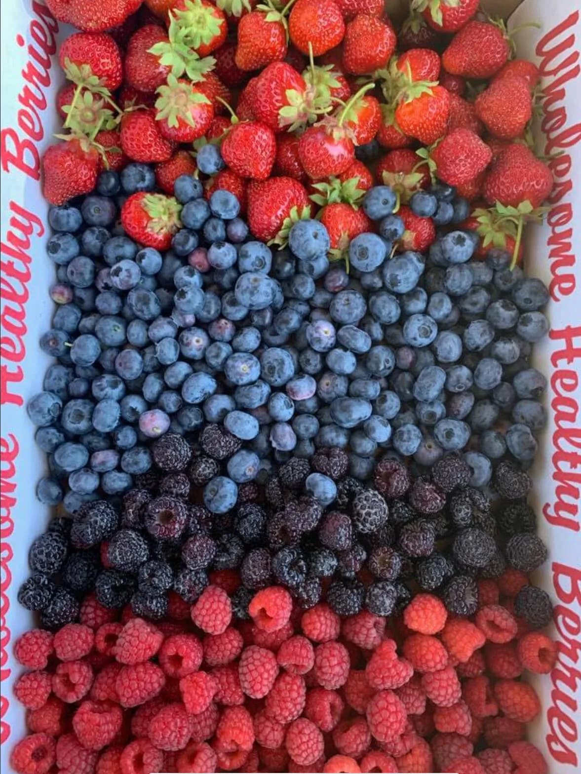 Dutton Berry Farm: farm strawberries blueberries raspberries