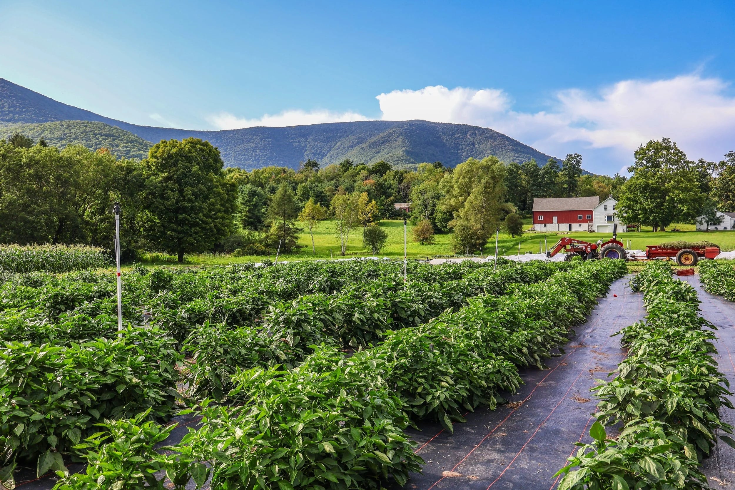 Farm photography at Earth Sky Time Farm, Manchester, Vermont.