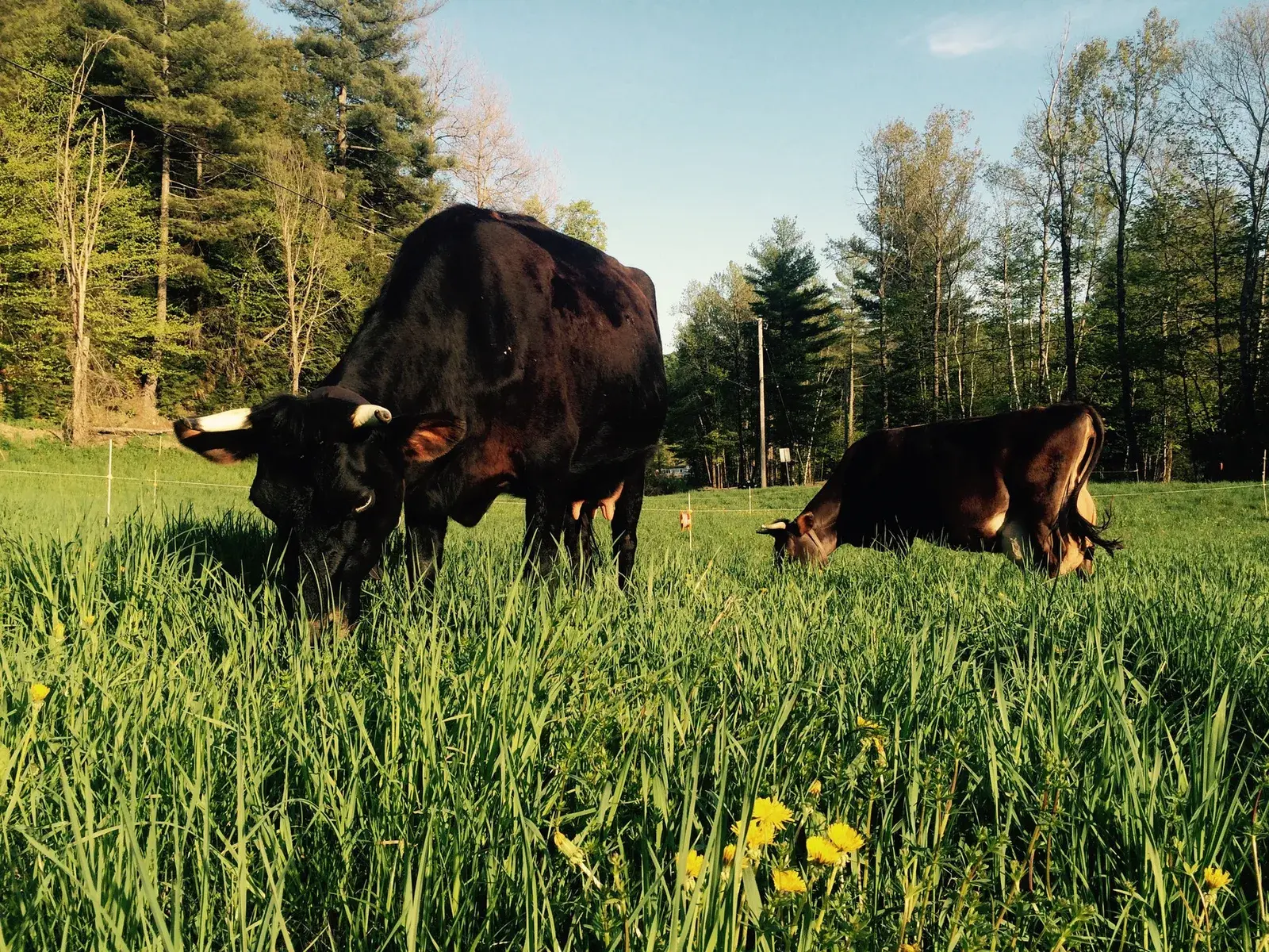Farm photography at Earthwise Farm and Forest, Bethel, Vermont.