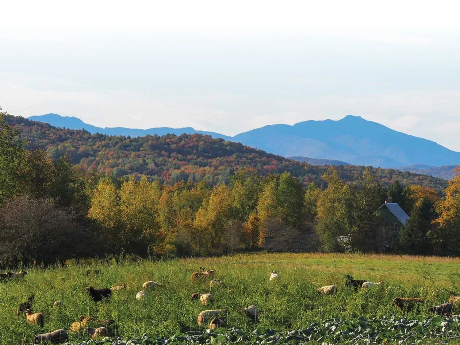 Farm photography at Flack Family Farm, Fairfield, Vermont.