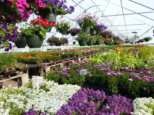 Golden Russet Farm: farm shoreham vt gallery item 3 flowers