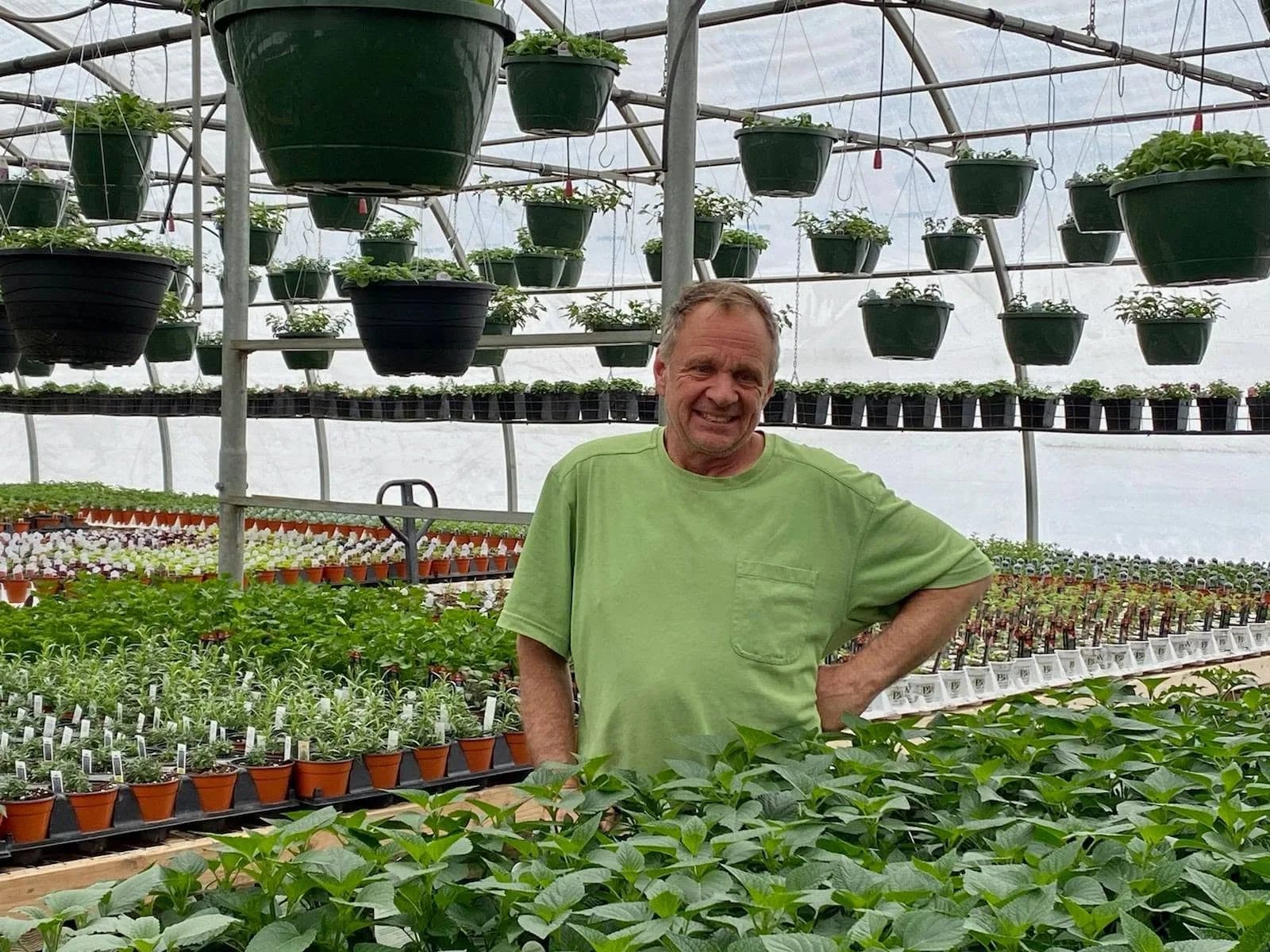 Rows of colorful greenhouse flowers and nursery plants at Harrington's Greenhouse.