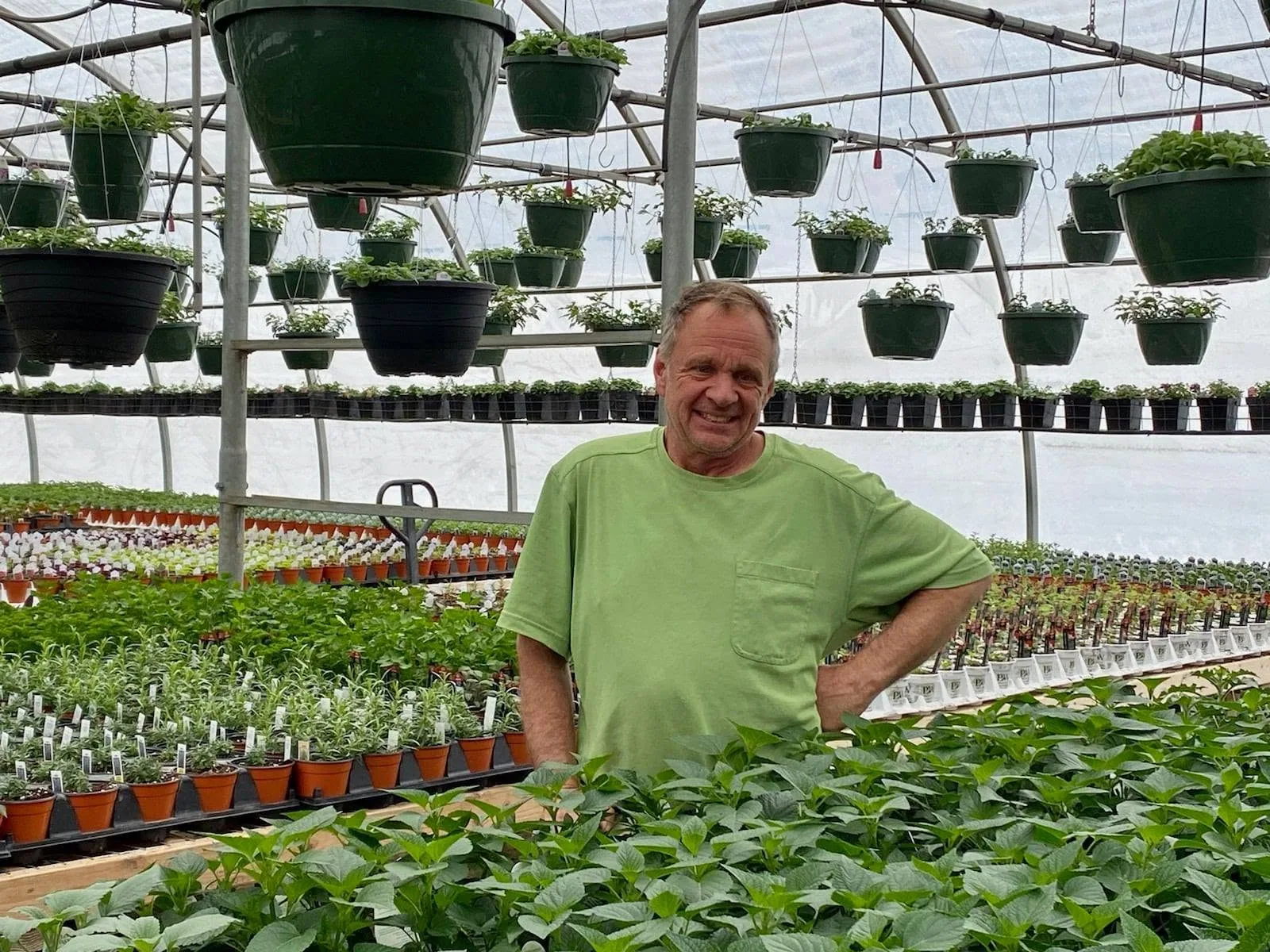 Rows of colorful greenhouse flowers and nursery plants at Harrington's Greenhouse.