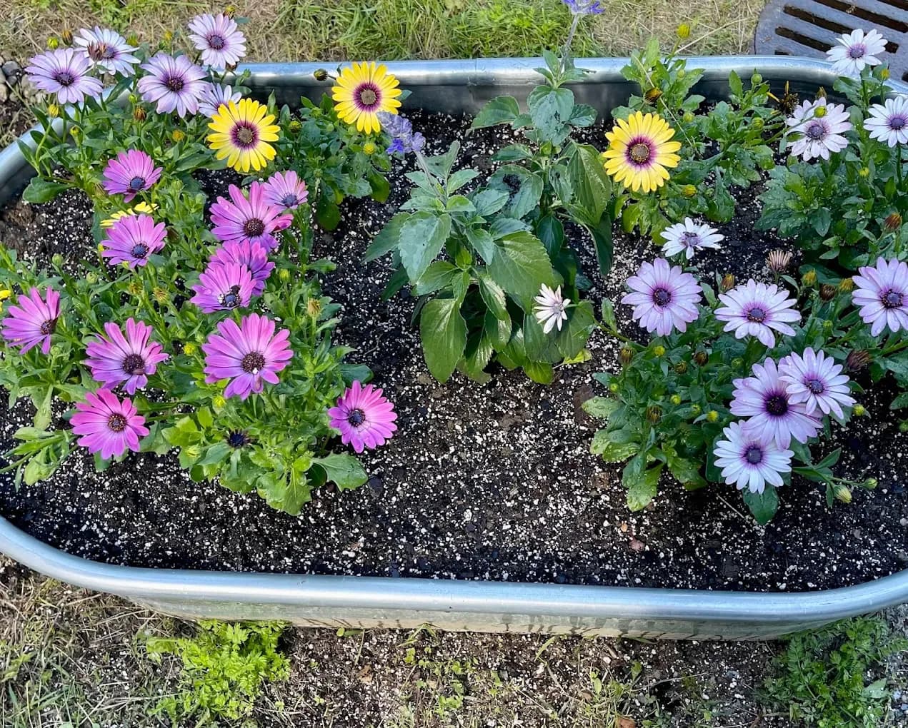 Hanging baskets and greenhouse plants at Harrington's Greenhouse in Pomfret, Vermont.
