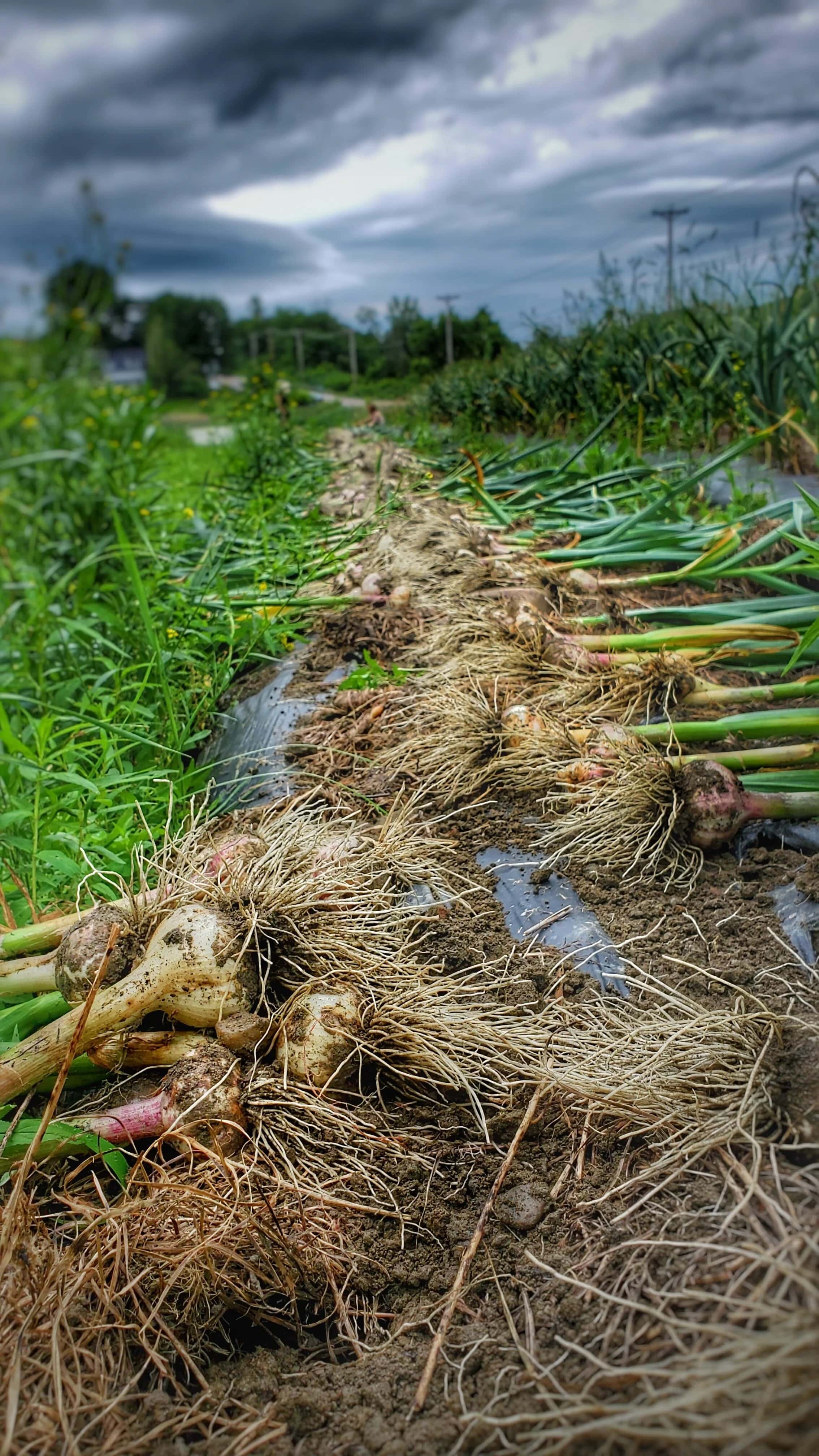 Farm photography at Hartshorn's Organic Farm Stand and Maple Sugar House, Waitsfield, Vermont.
