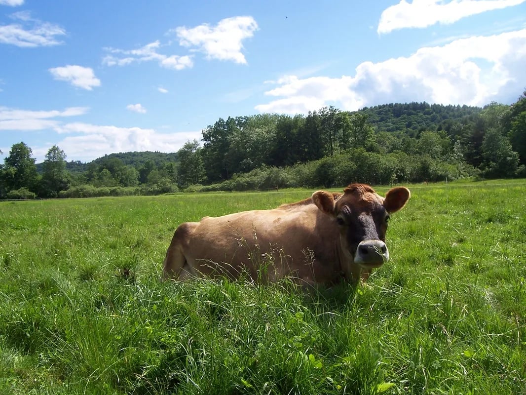 Farm photography at Jersey Girls Dairy, Chester, Vermont.