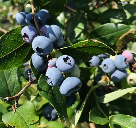 Farm photography at Owl's Head Blueberry Farm, Richmond, Vermont.