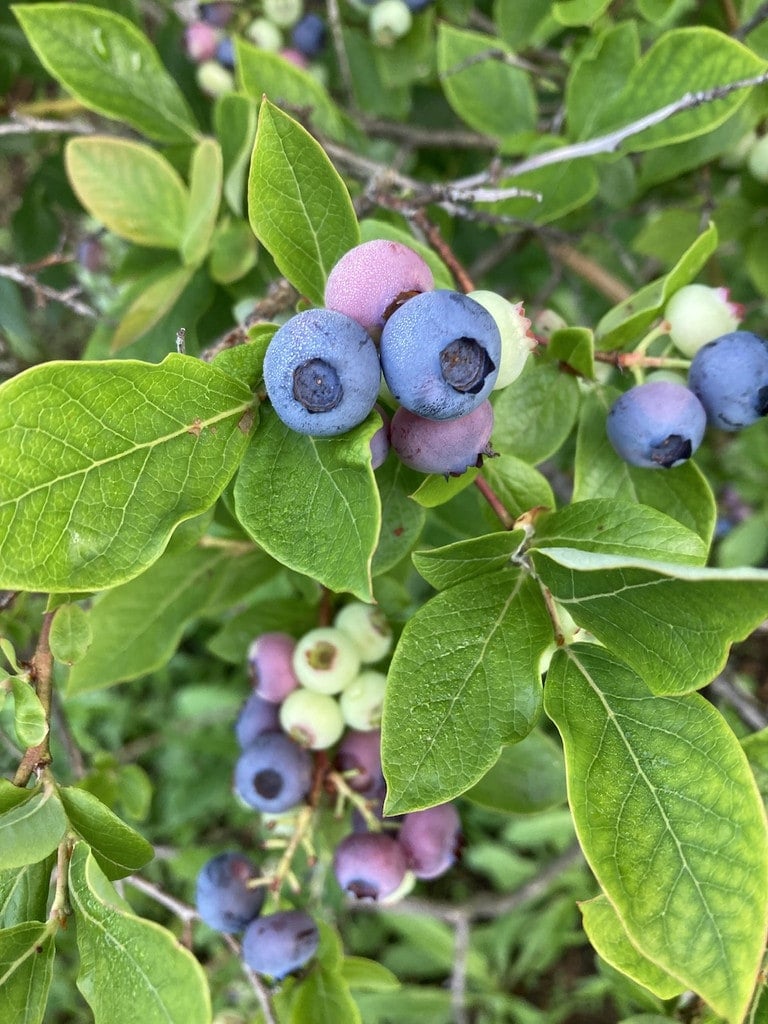 Farm photography at R&J Blueberries & Grapes pick your own, Alburgh, Vermont.