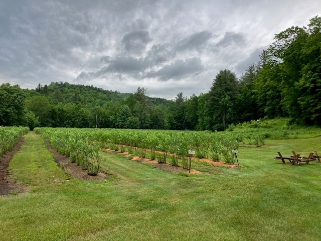 Farm photography at Sunshine Valley Berry Farm, Rochester, Vermont.