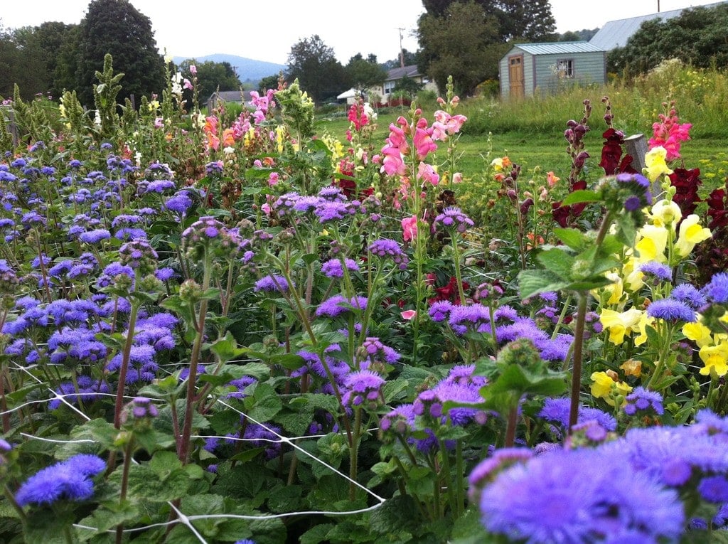 Farm photography at The Painted Tulip Flower Farm, Waterbury Center, Vermont.