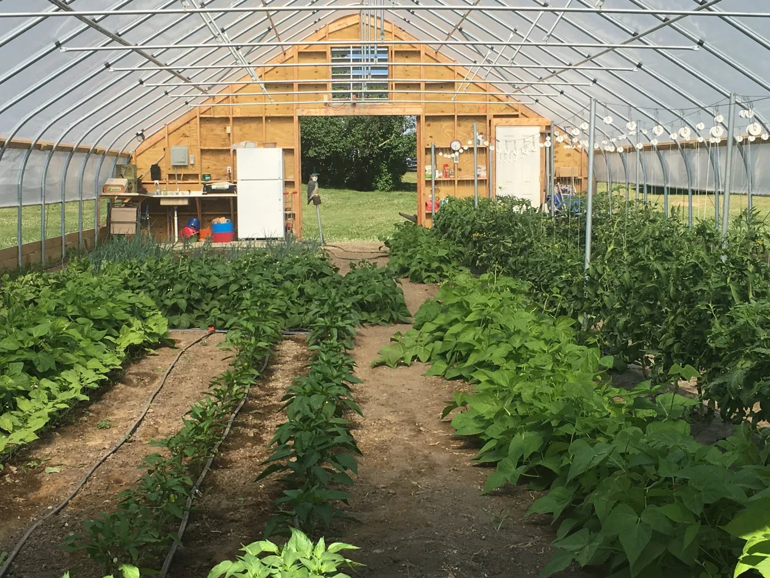 Farm photography at Windfall Veggies & Beef, Franklin, Vermont.
