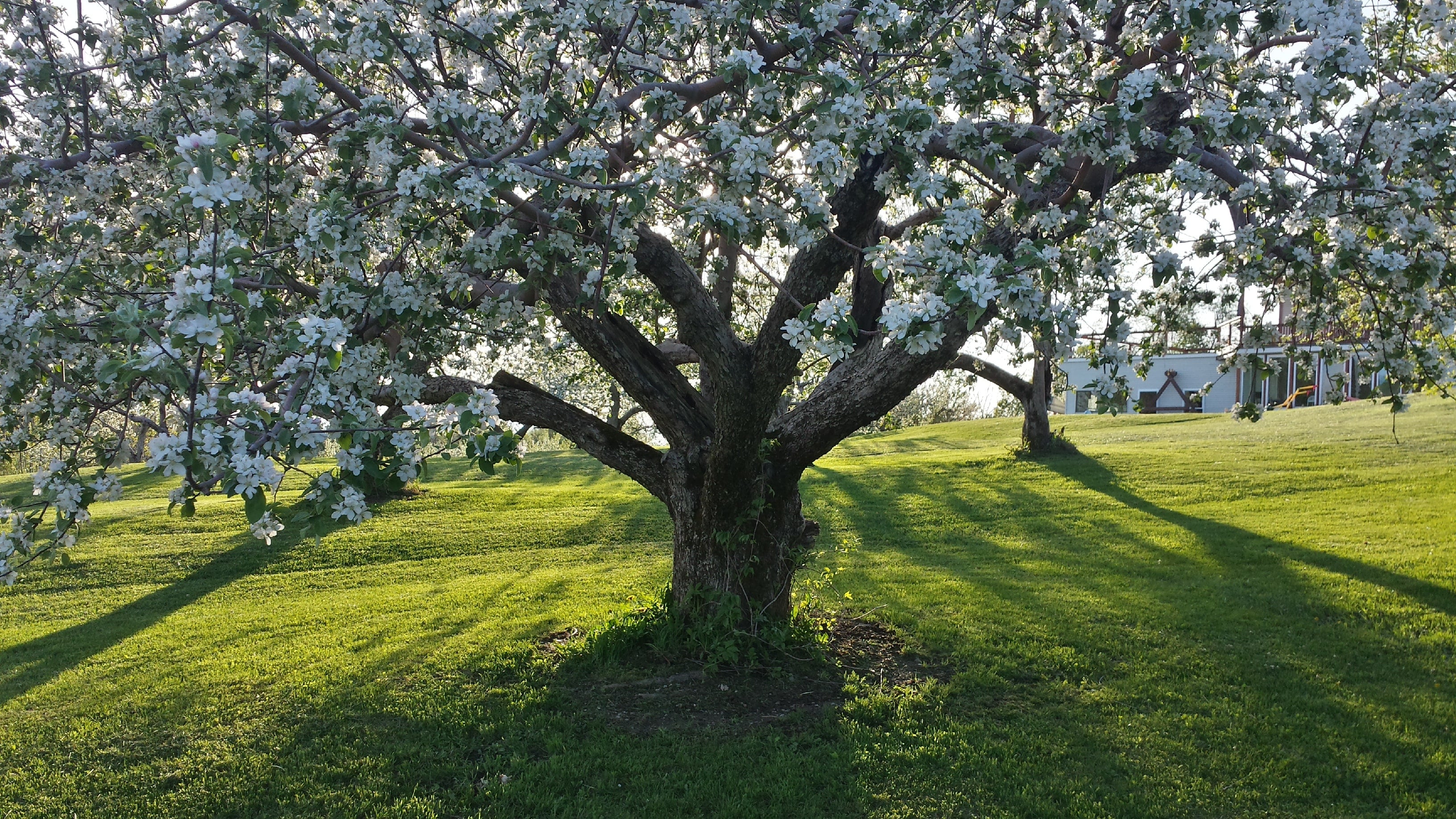 Farm photography at Yates Family Orchard, Hinesburg, Vermont.